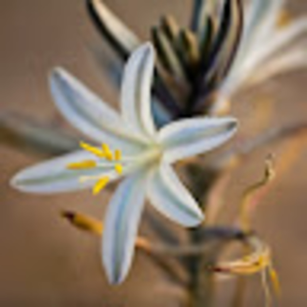 Meet your Posher, Lily